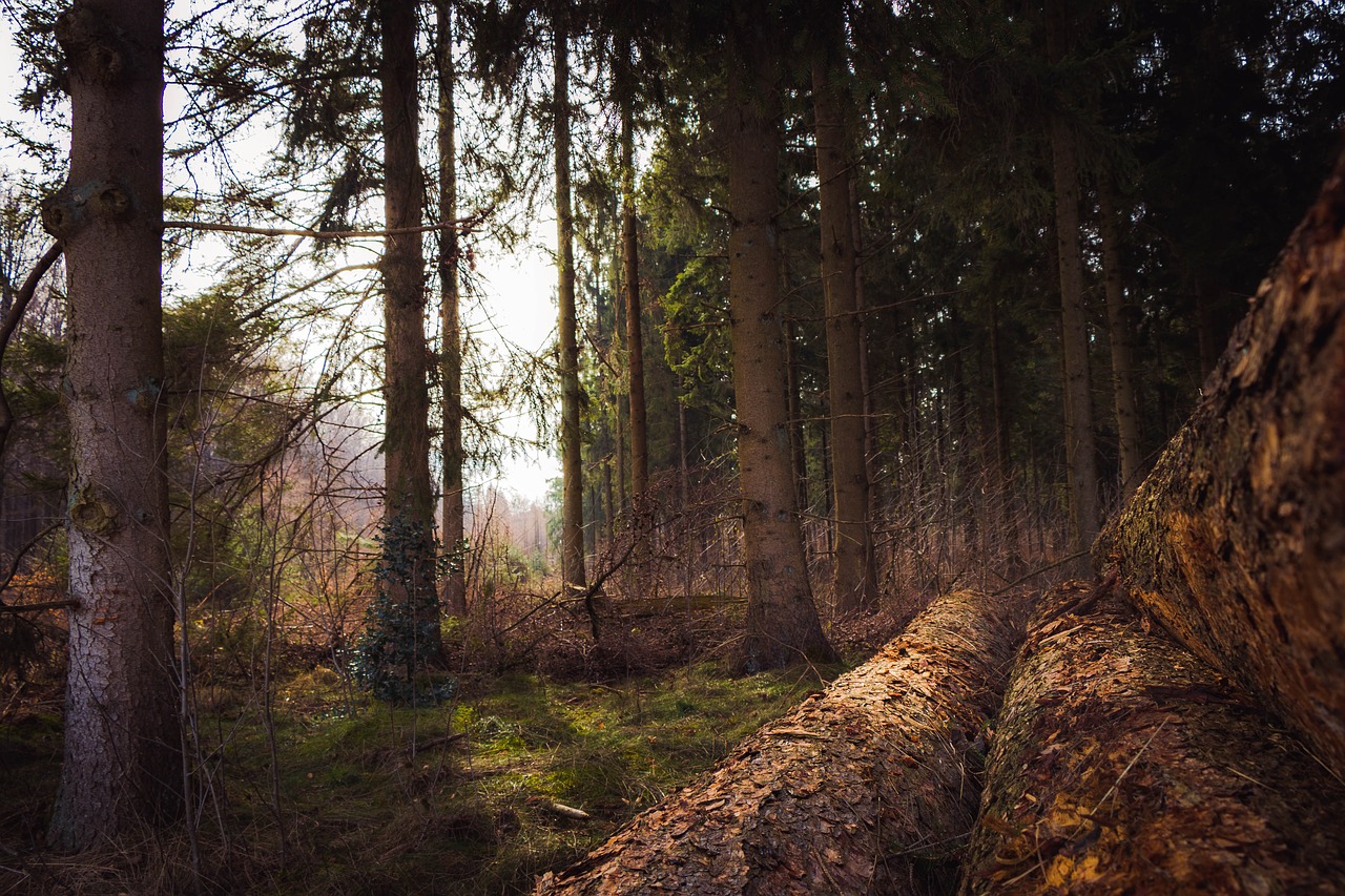 forest trees l free photo