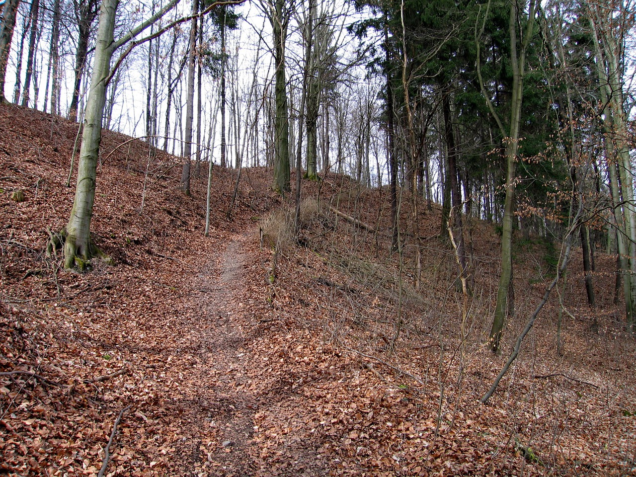 forest autumn trees free photo