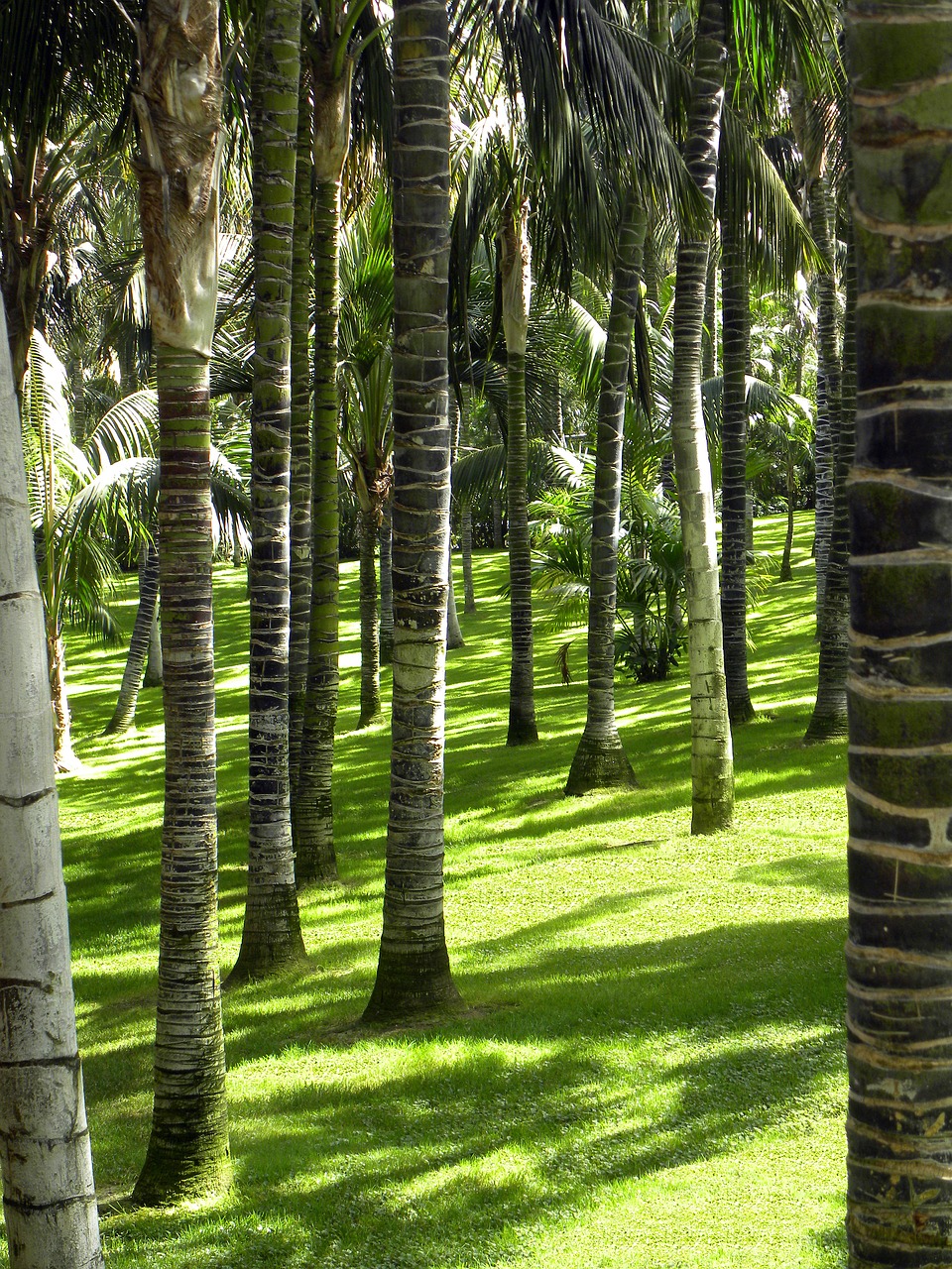 forest trees nature free photo