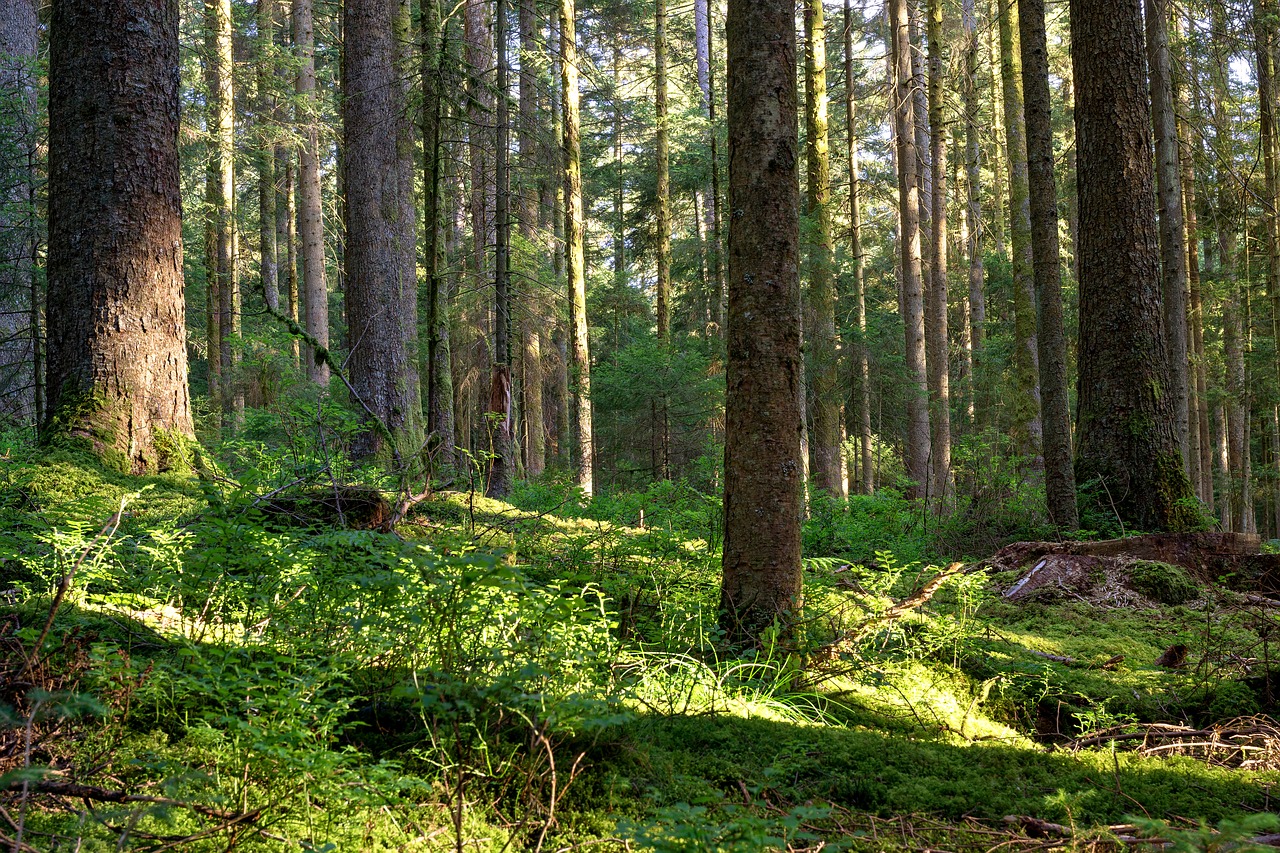 forest nature trees free photo