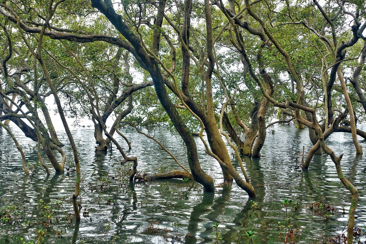 forest water landscape free photo