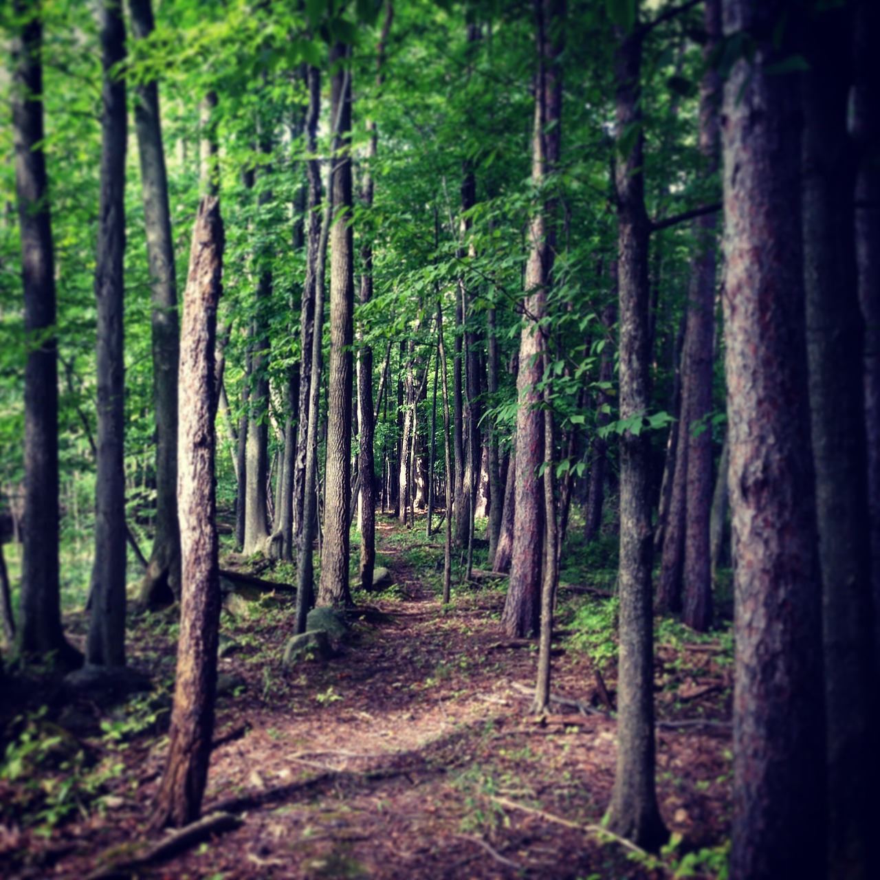 forest trail nature free photo