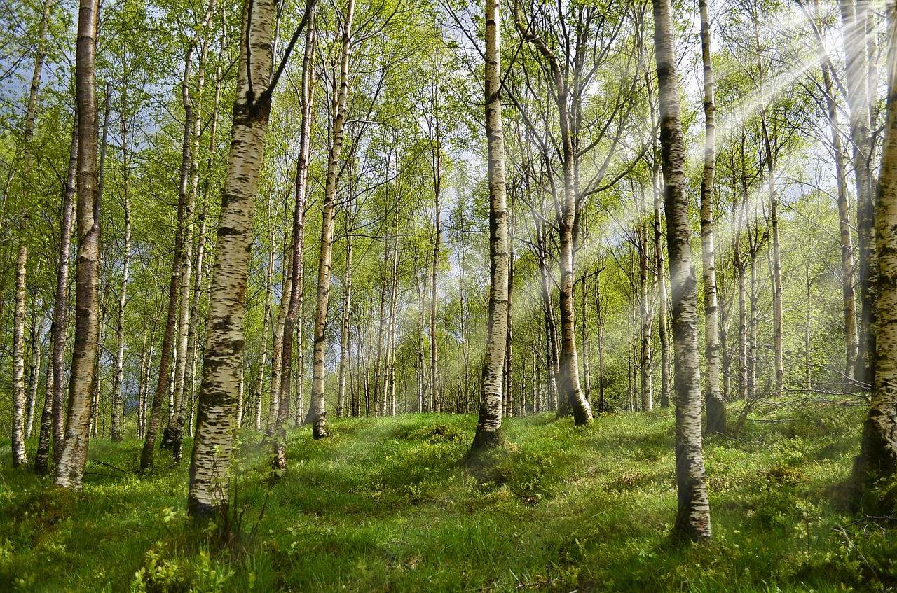 forest birch spring free photo