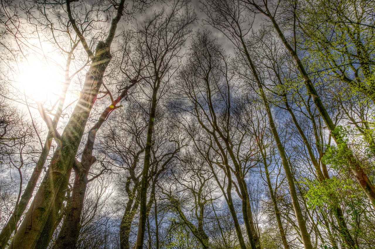 forest sunlight trees free photo