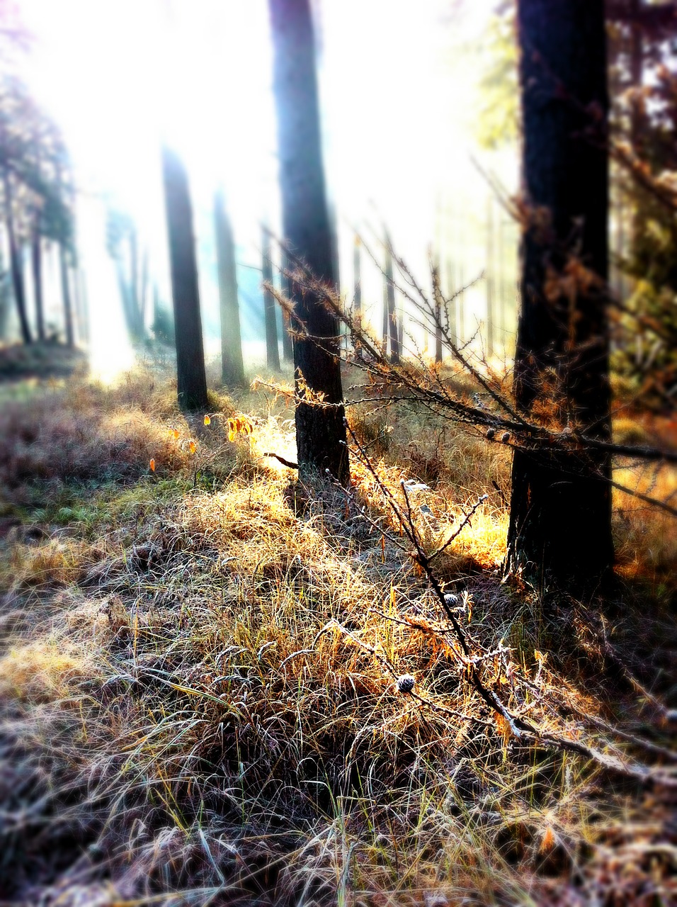 forest sunbeam winter free photo