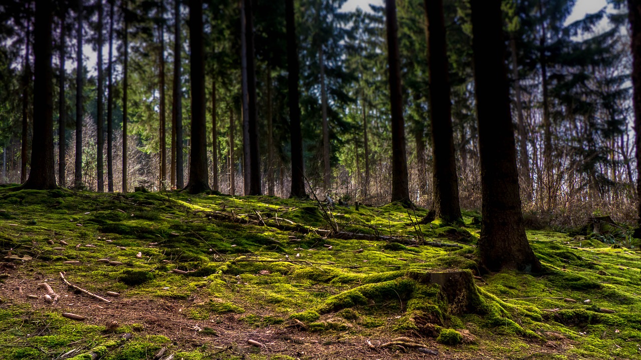 forest moss mystical free photo