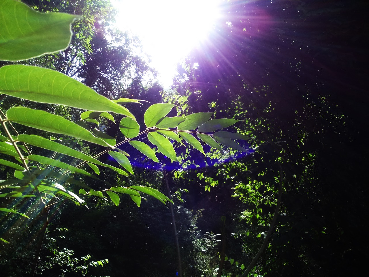 forest himachal hills leaves free photo