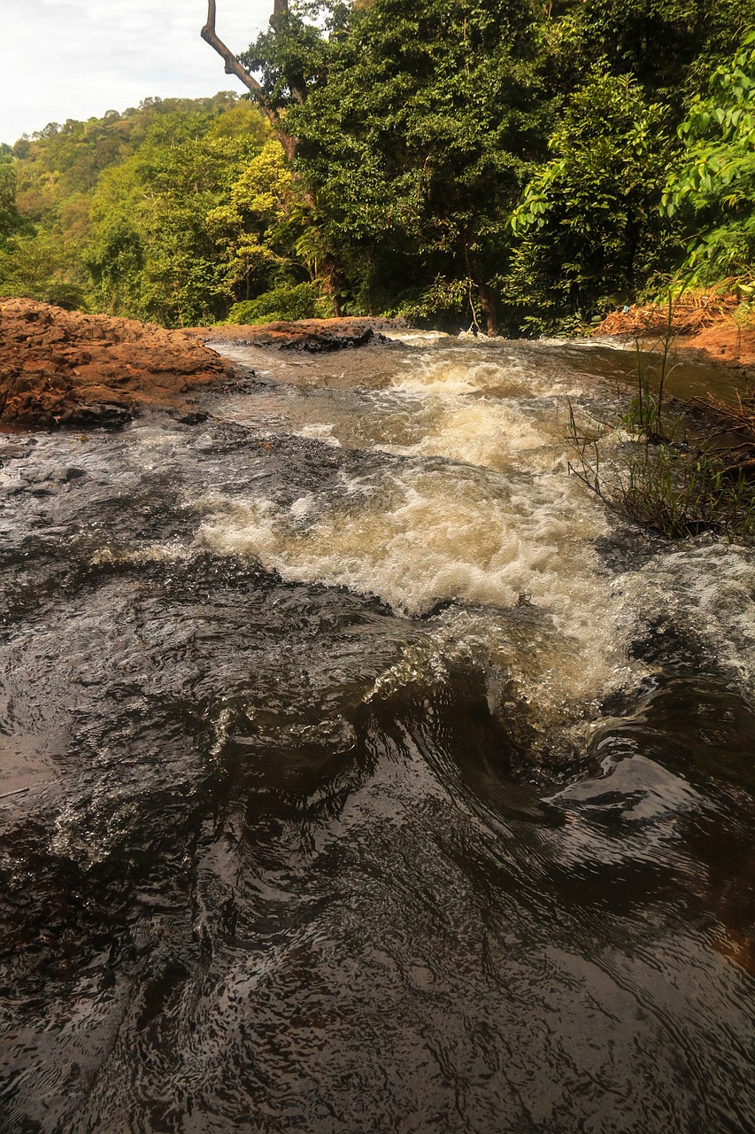 forest nature waterfall free photo