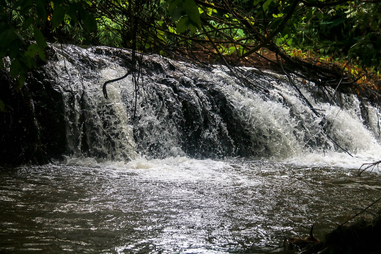 forest nature waterfall free photo