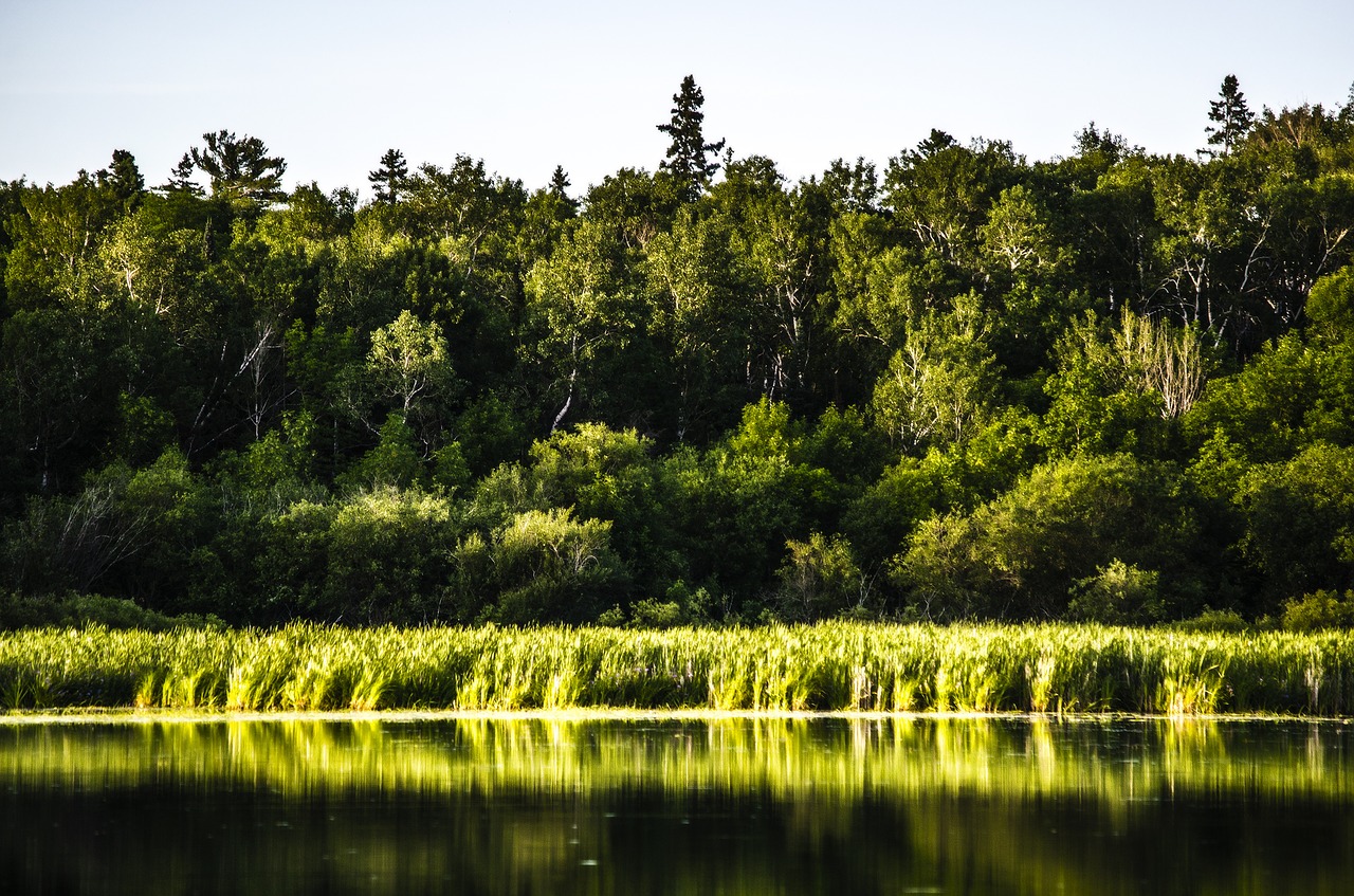 forest island lake free photo