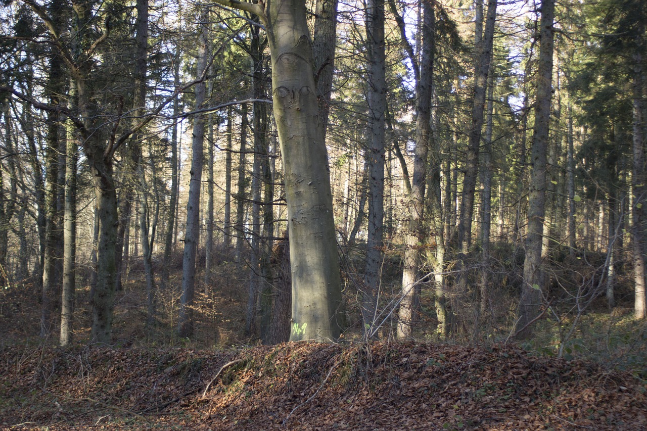 forest autumn autumn forest free photo