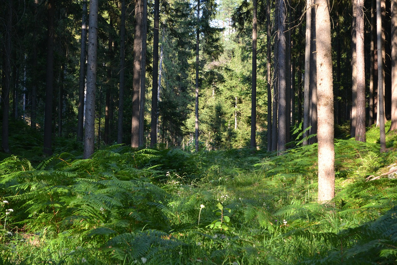forest fern ferns free photo