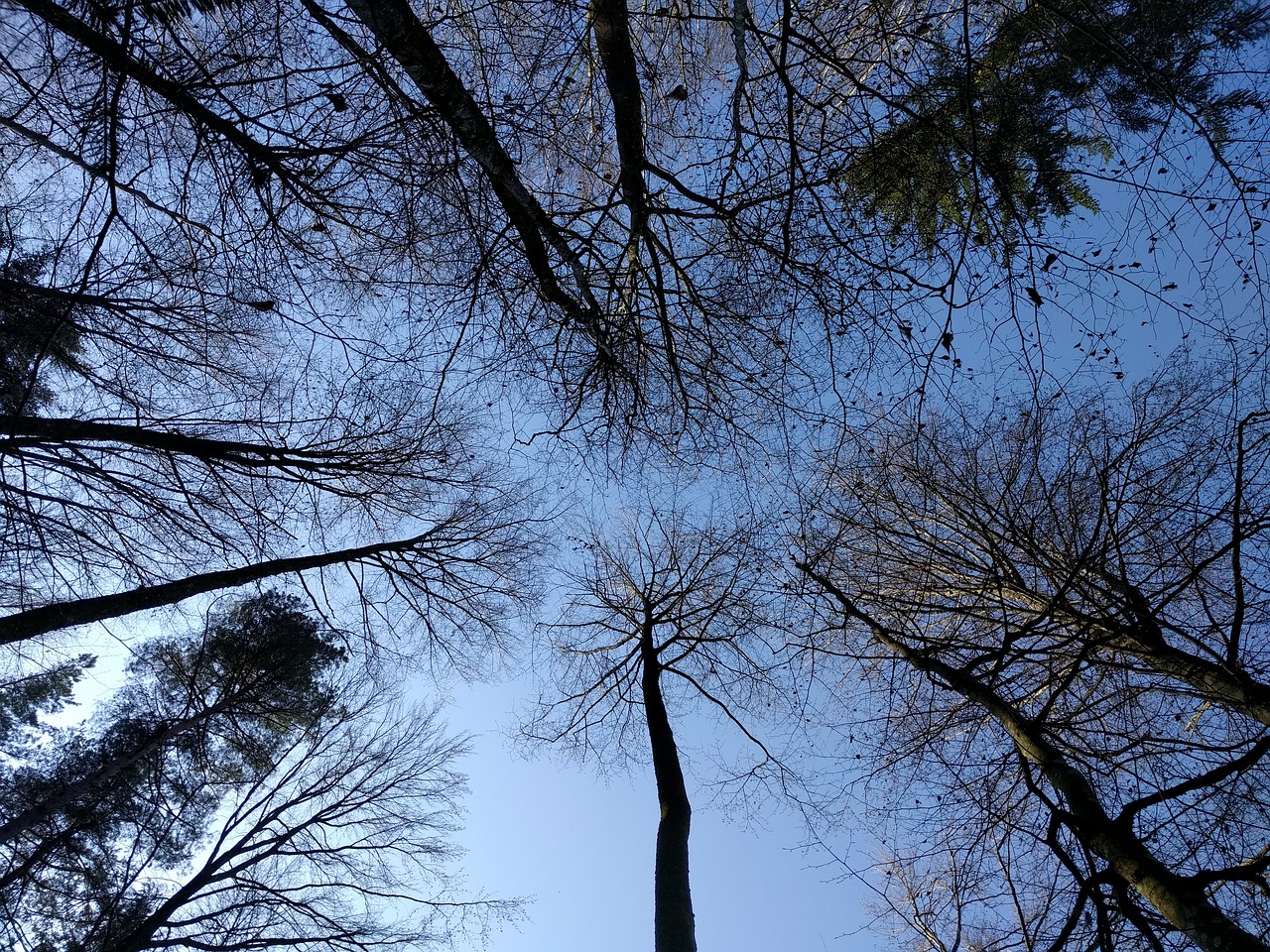 forest trees sky free photo