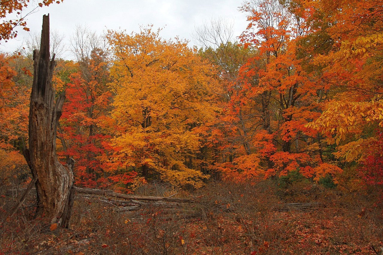 nature autumn fall free photo