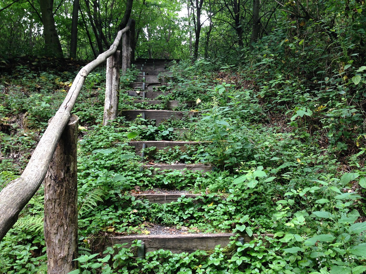 forest stairs forest staircase free photo