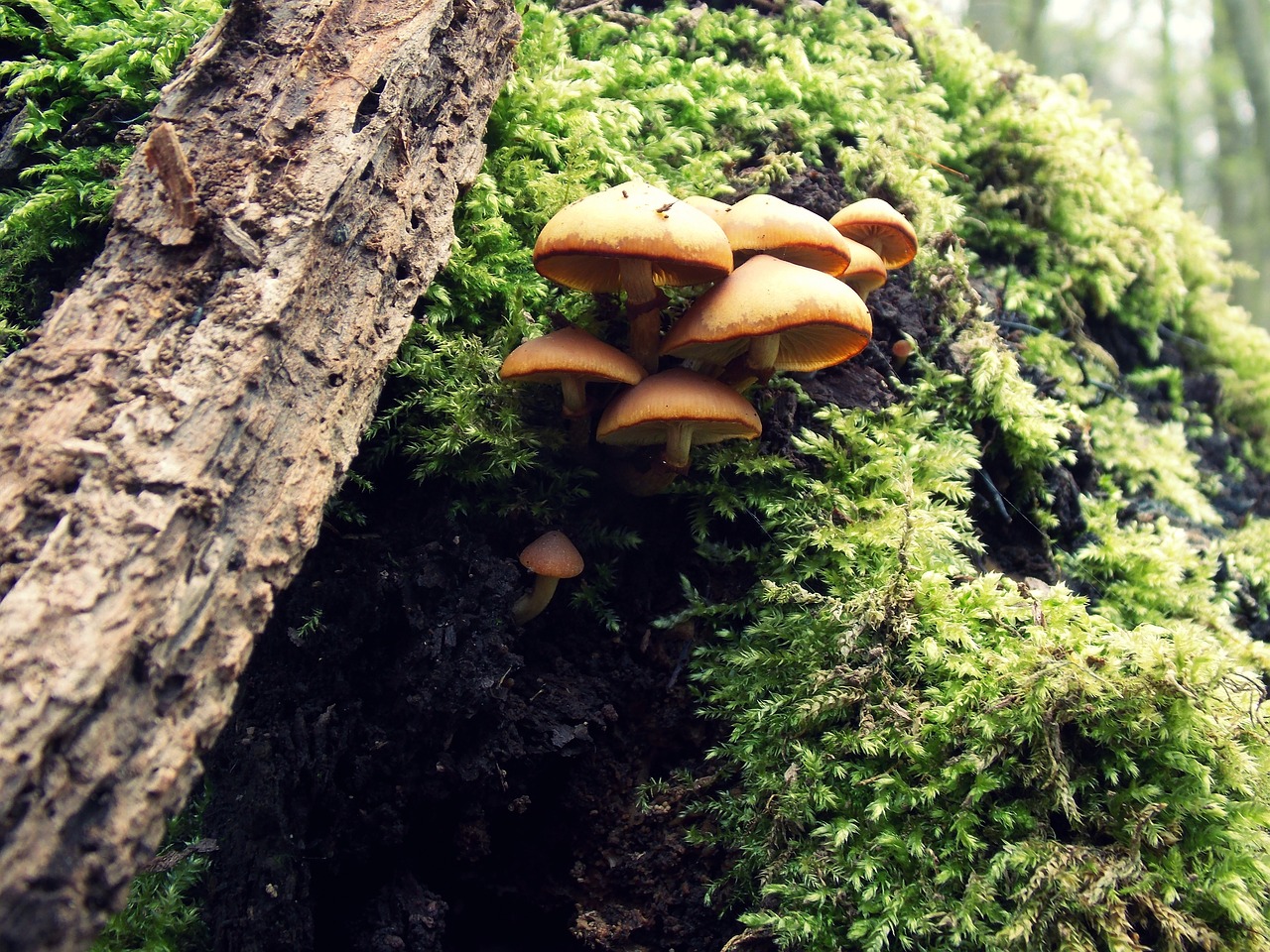 forest mushrooms moss free photo