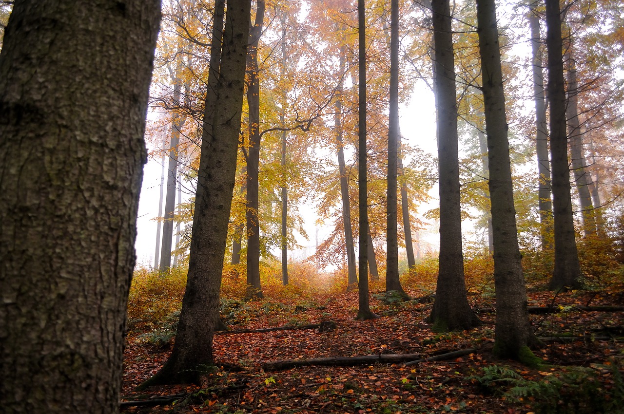 forest sunrise nature free photo