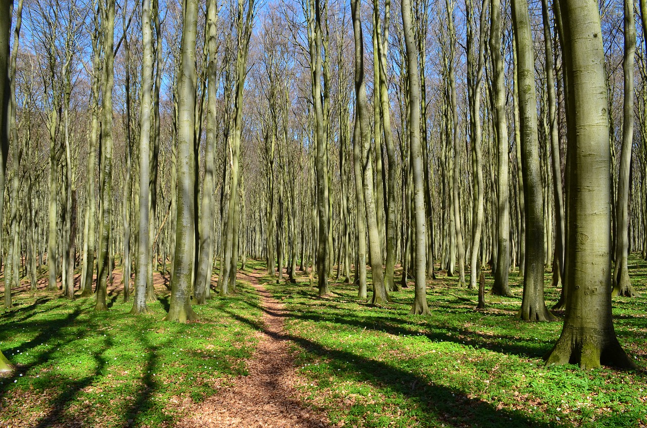 forest forest path coastal forest free photo