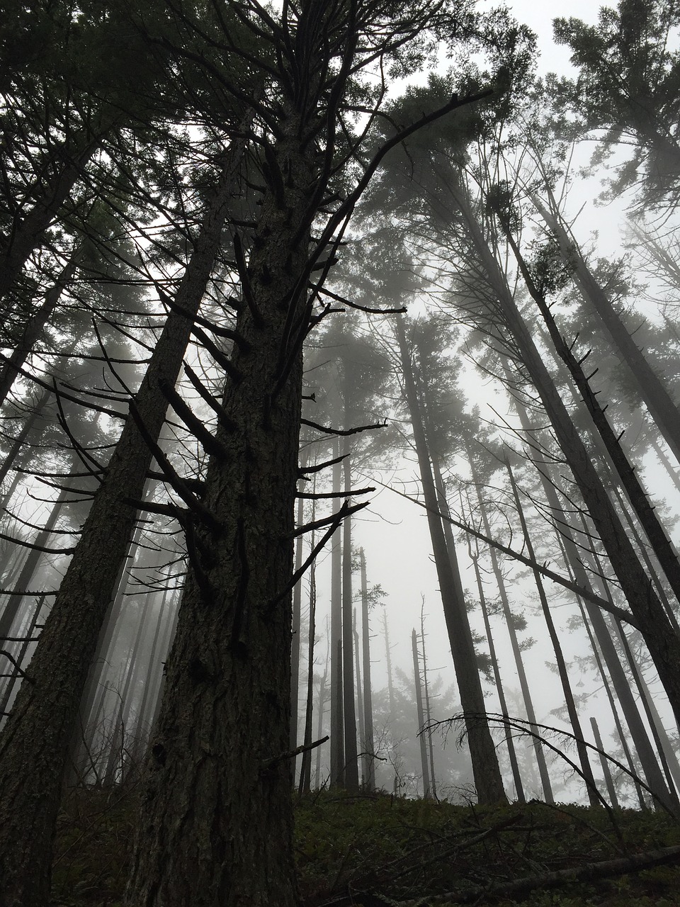 forest fog trees free photo