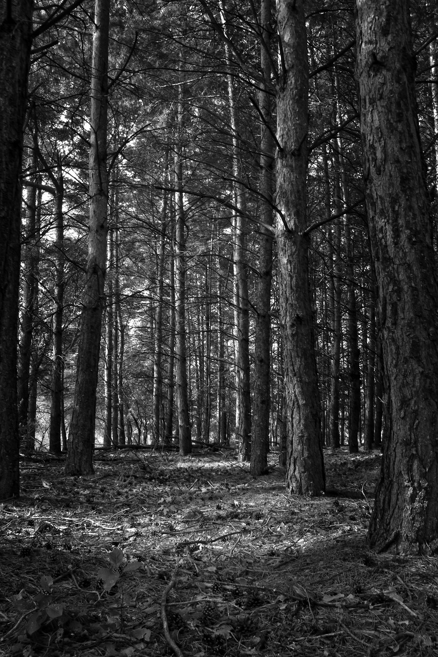 forest black and white tree free photo