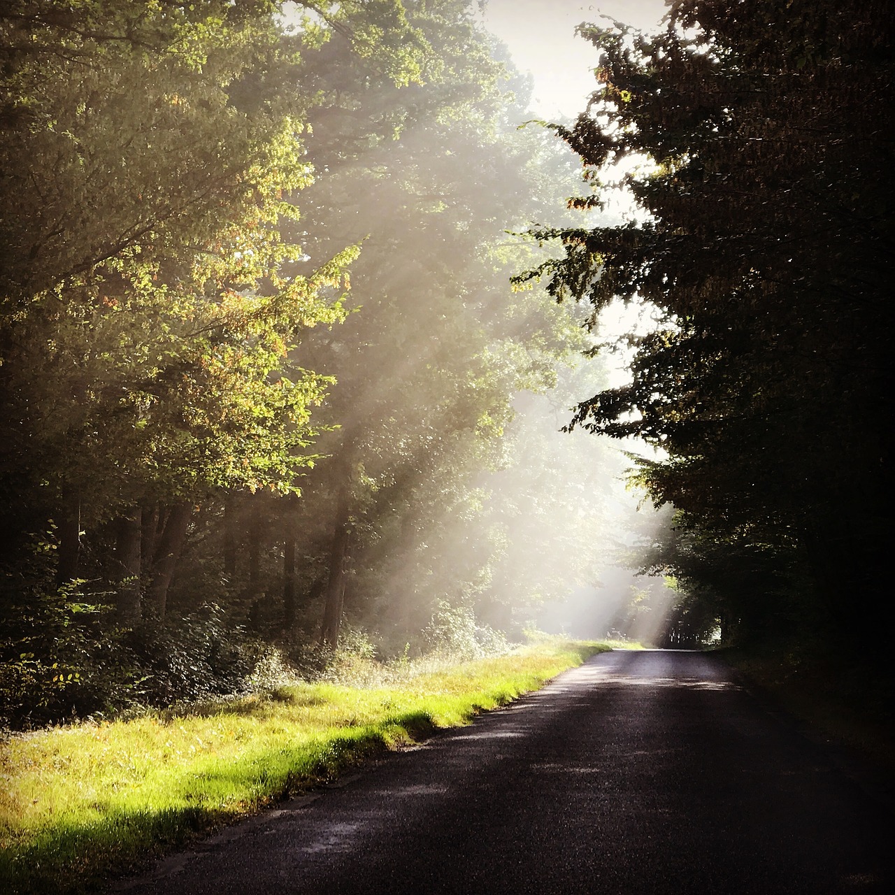 forest road shadow free photo