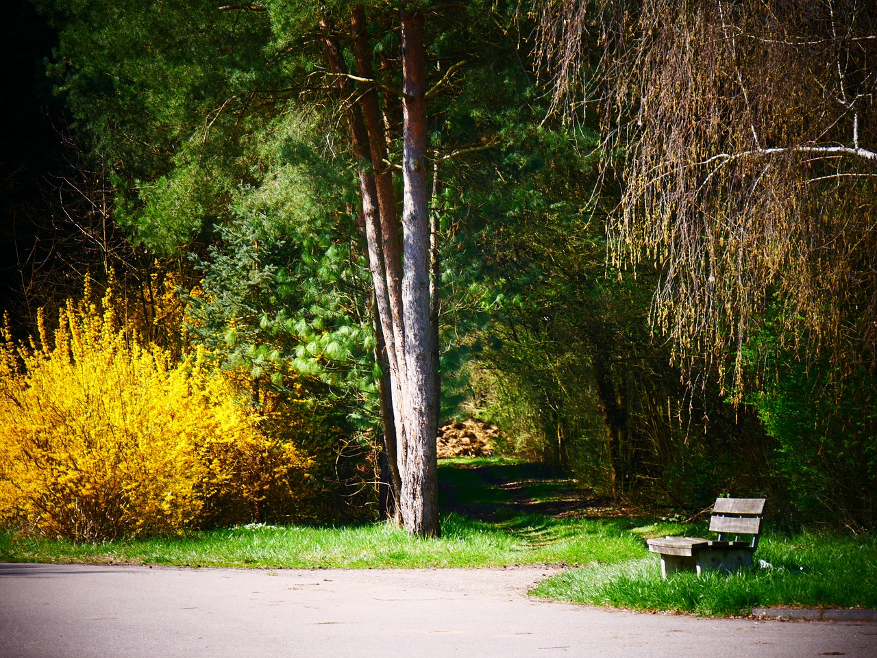 forest spring bank free photo