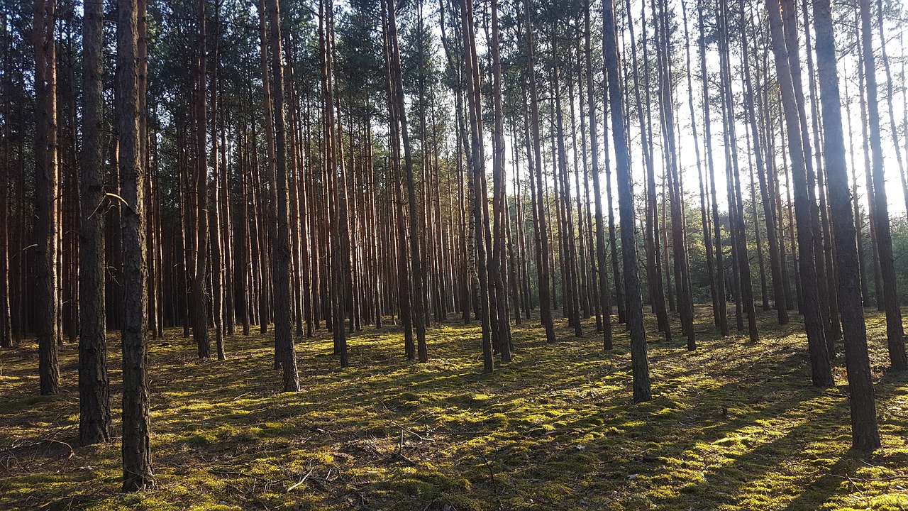 forest family tree spruce free photo