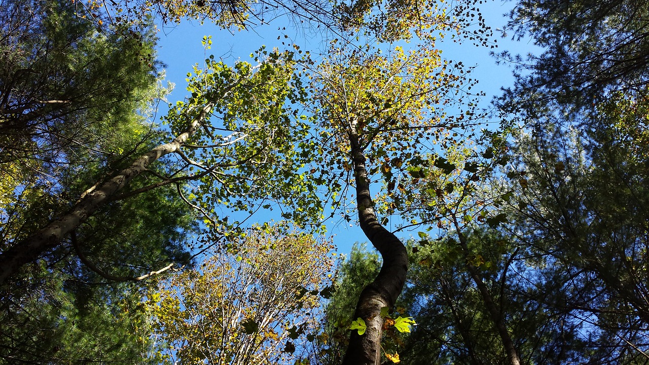 forest trees tree tops free photo