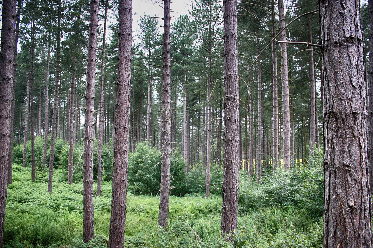 forest trees wood free photo