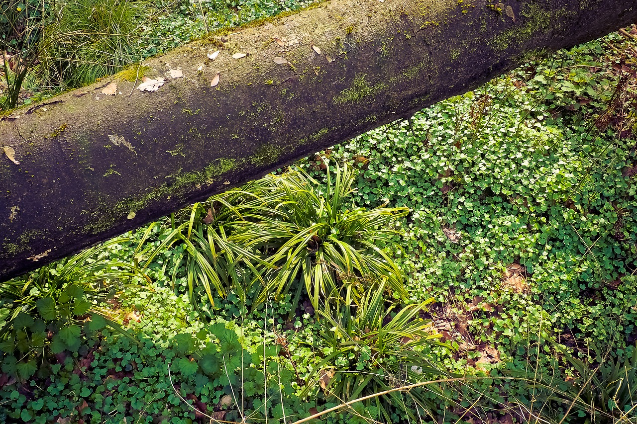 forest landscape glade free photo