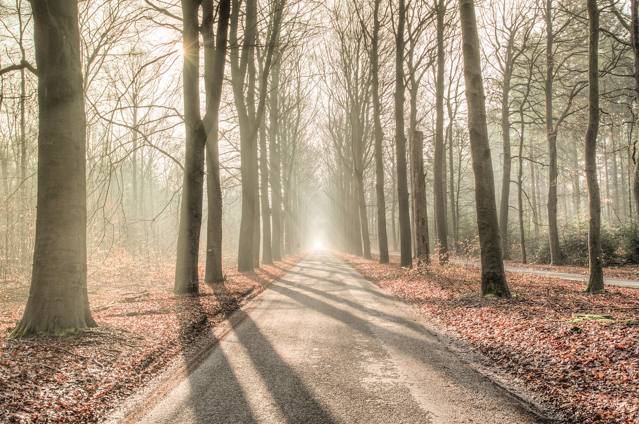 forest sun shadow free photo