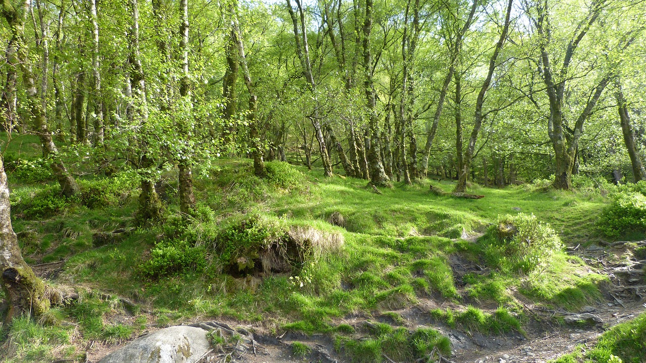 forest ireland birch free photo