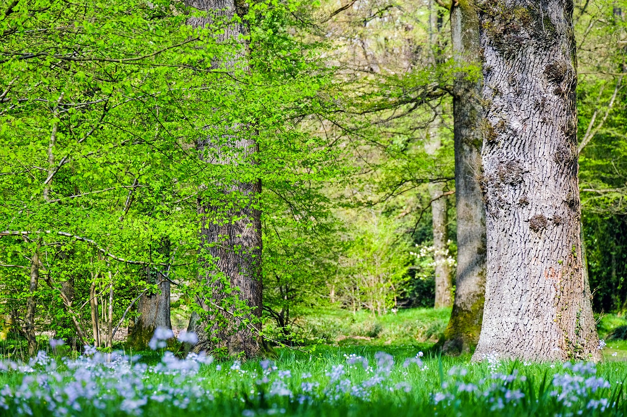 forest trees ecology free photo