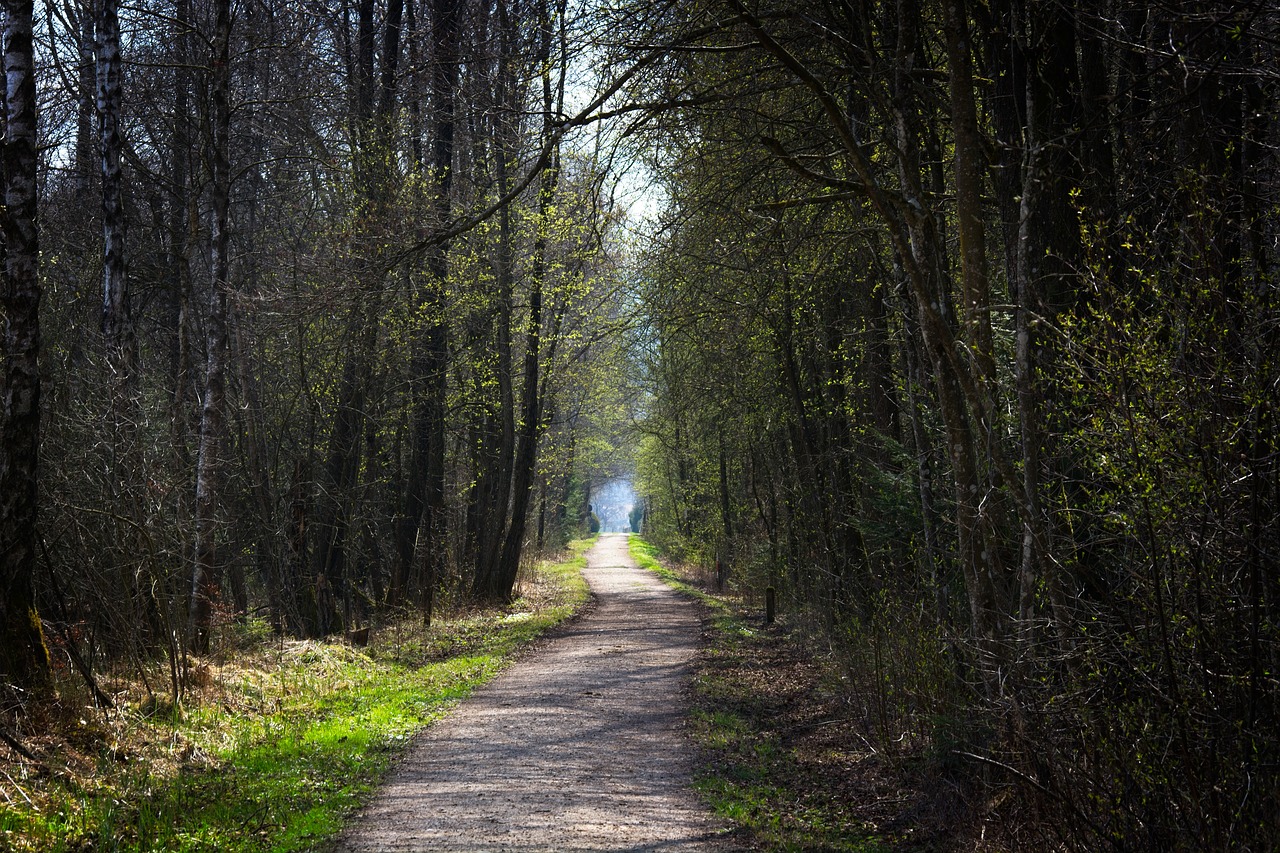 forest nature away free photo