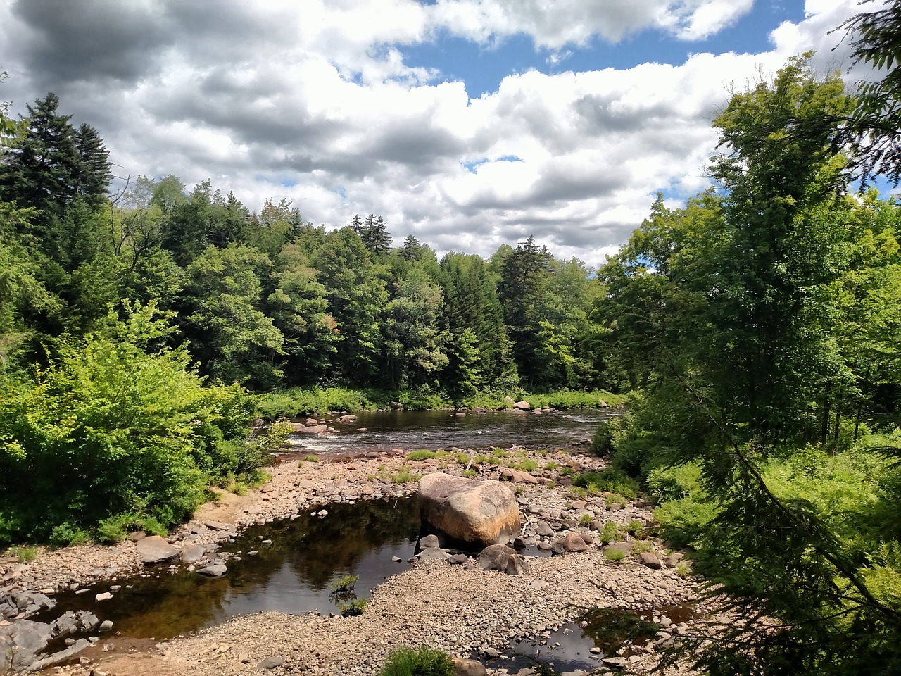 forest creek water free photo