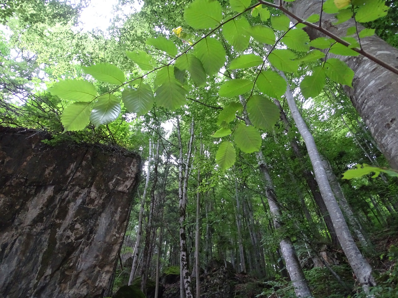 forest mountains landscape free photo