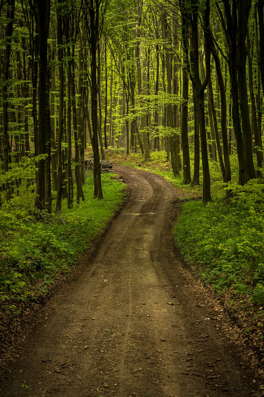 forest road landscape free photo