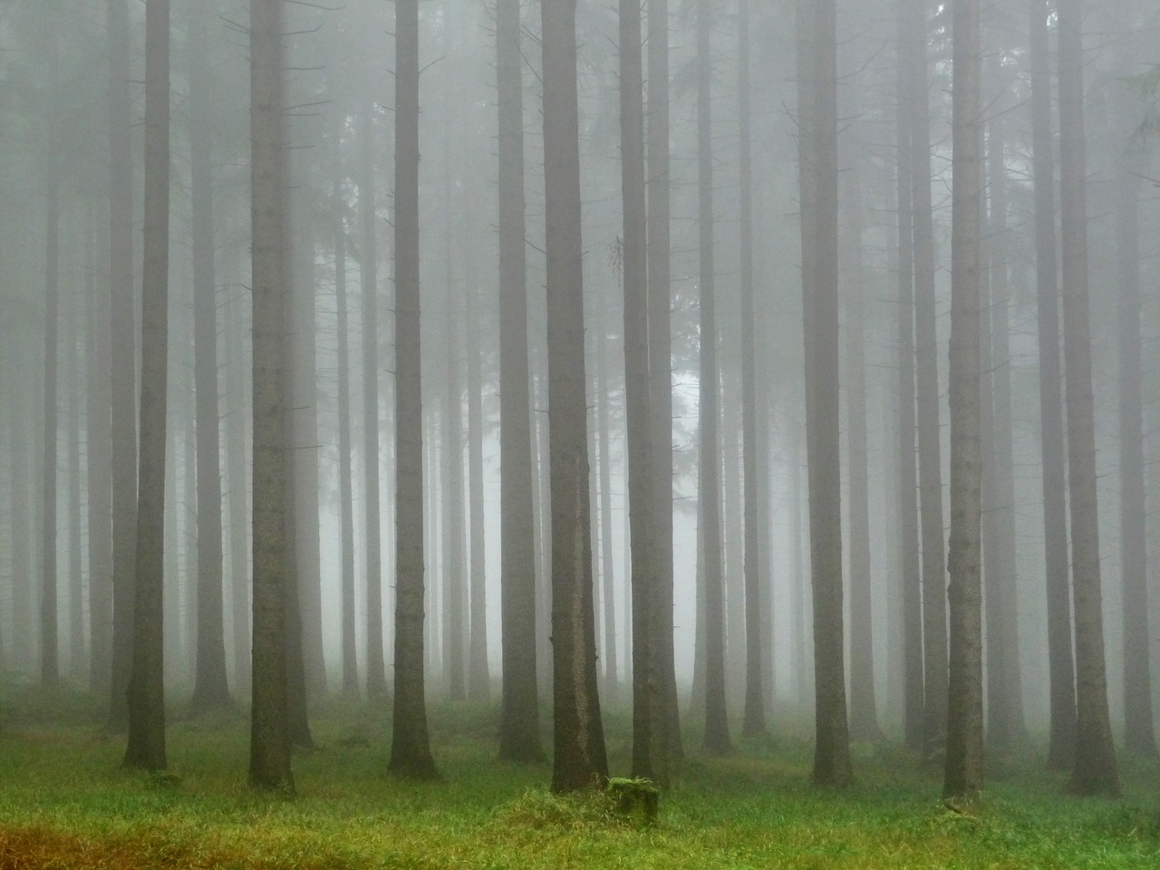 forest the fog hiking trail free photo