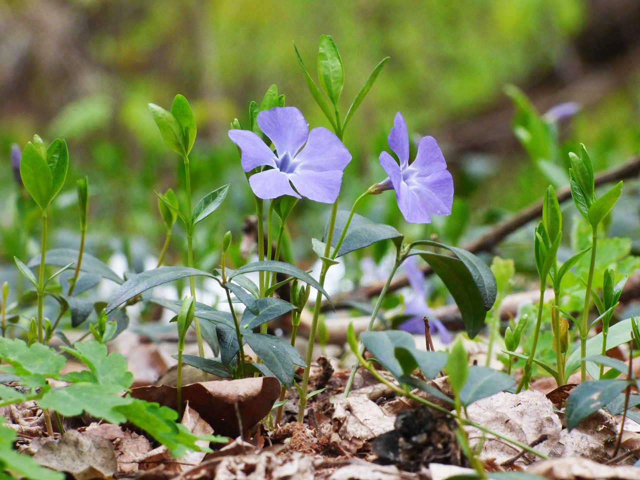 forest flowers spring free photo