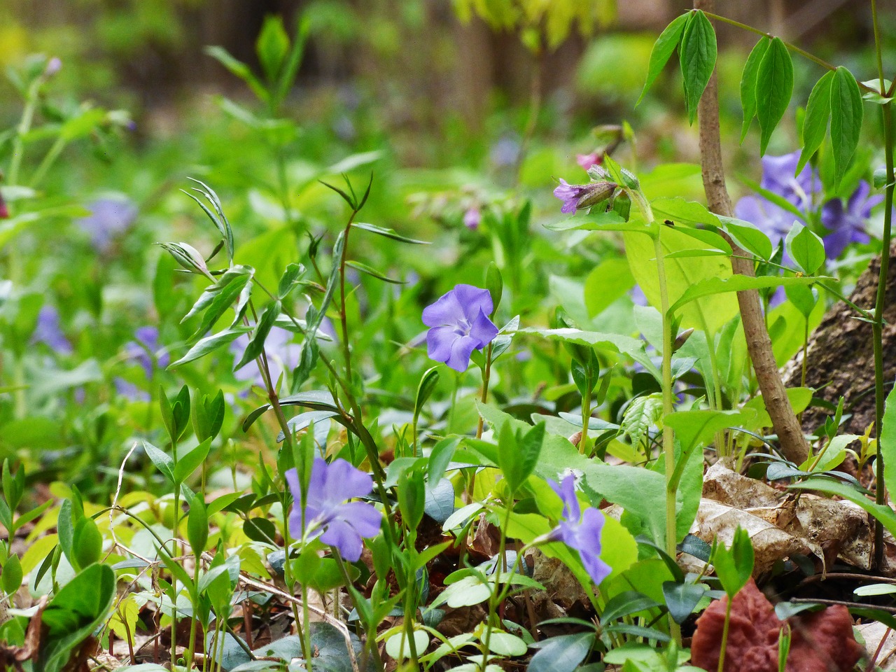 forest spring flowers free photo