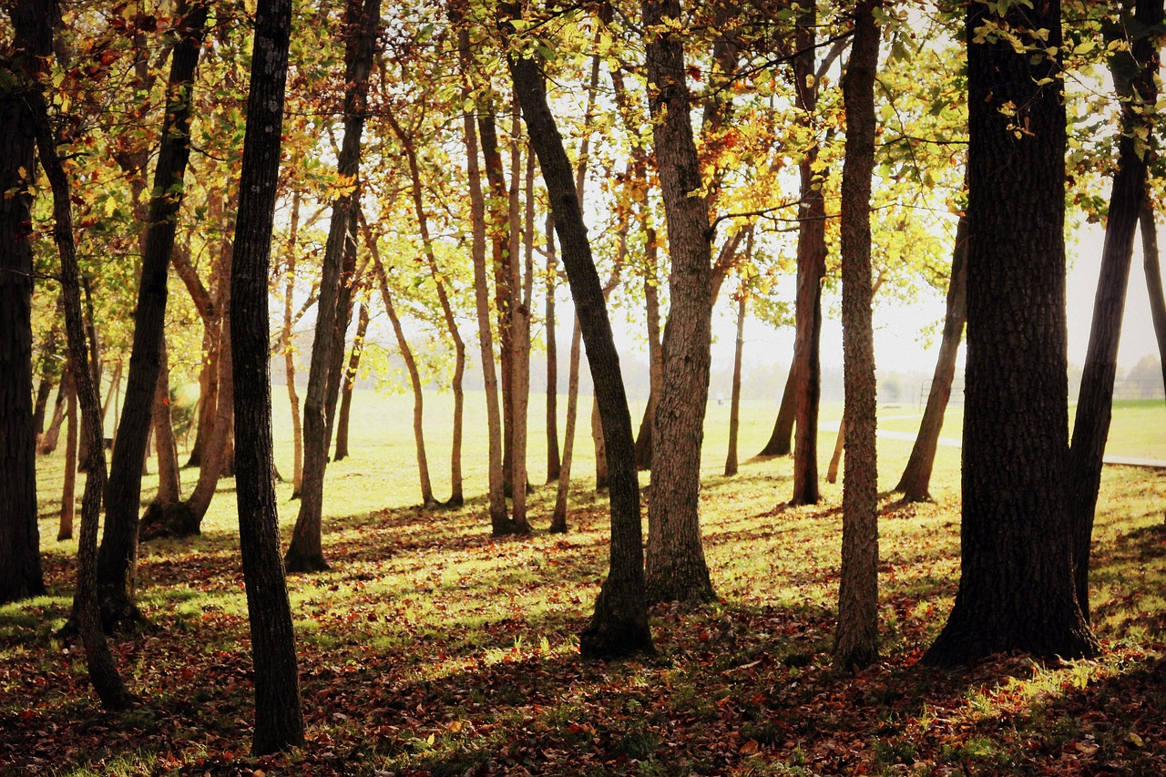 forest fall autumn free photo