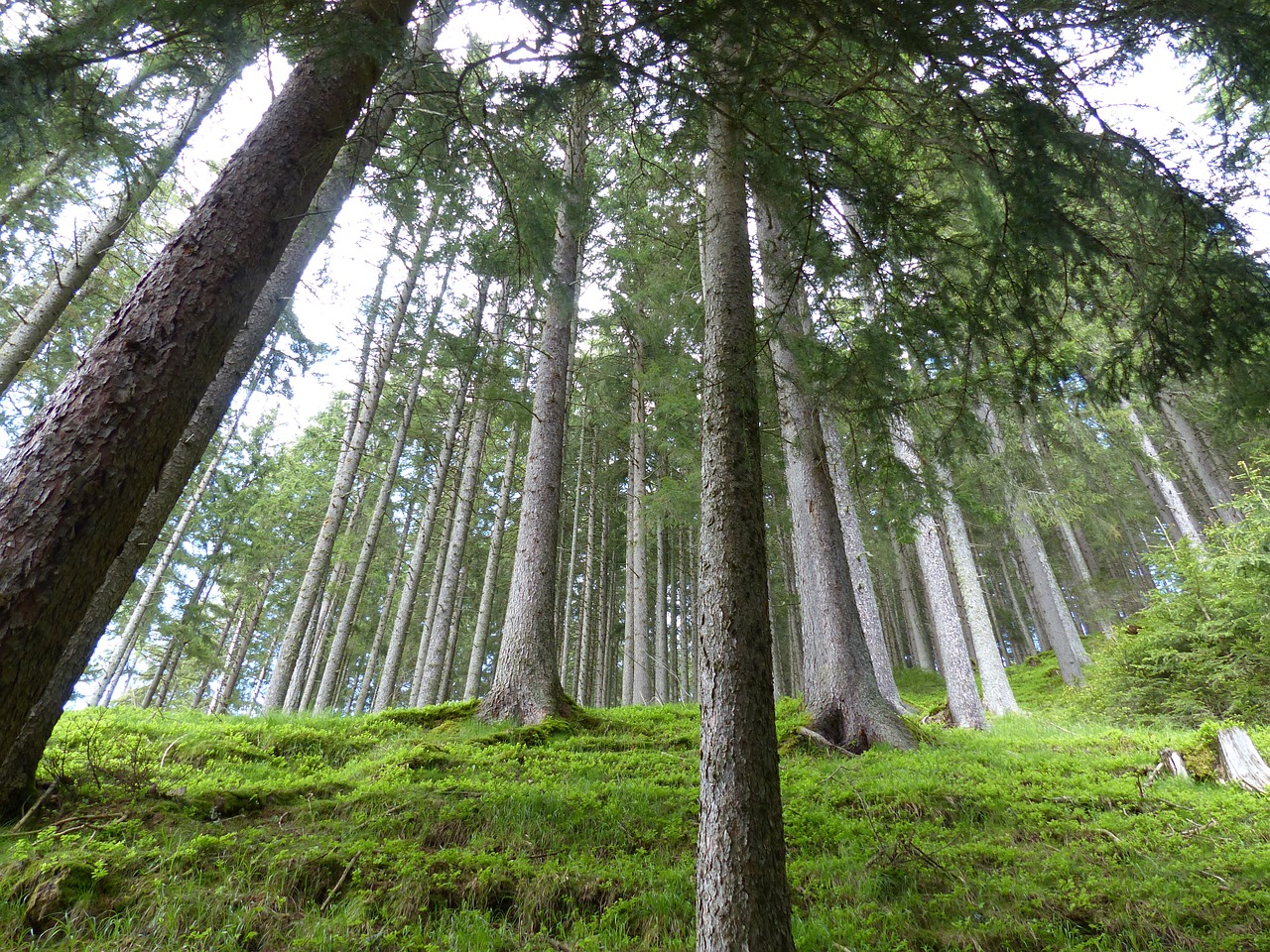 forest trees nature free photo