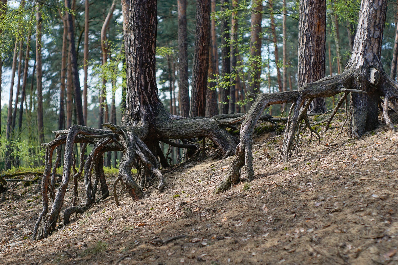 forest the roots of trees tree free photo