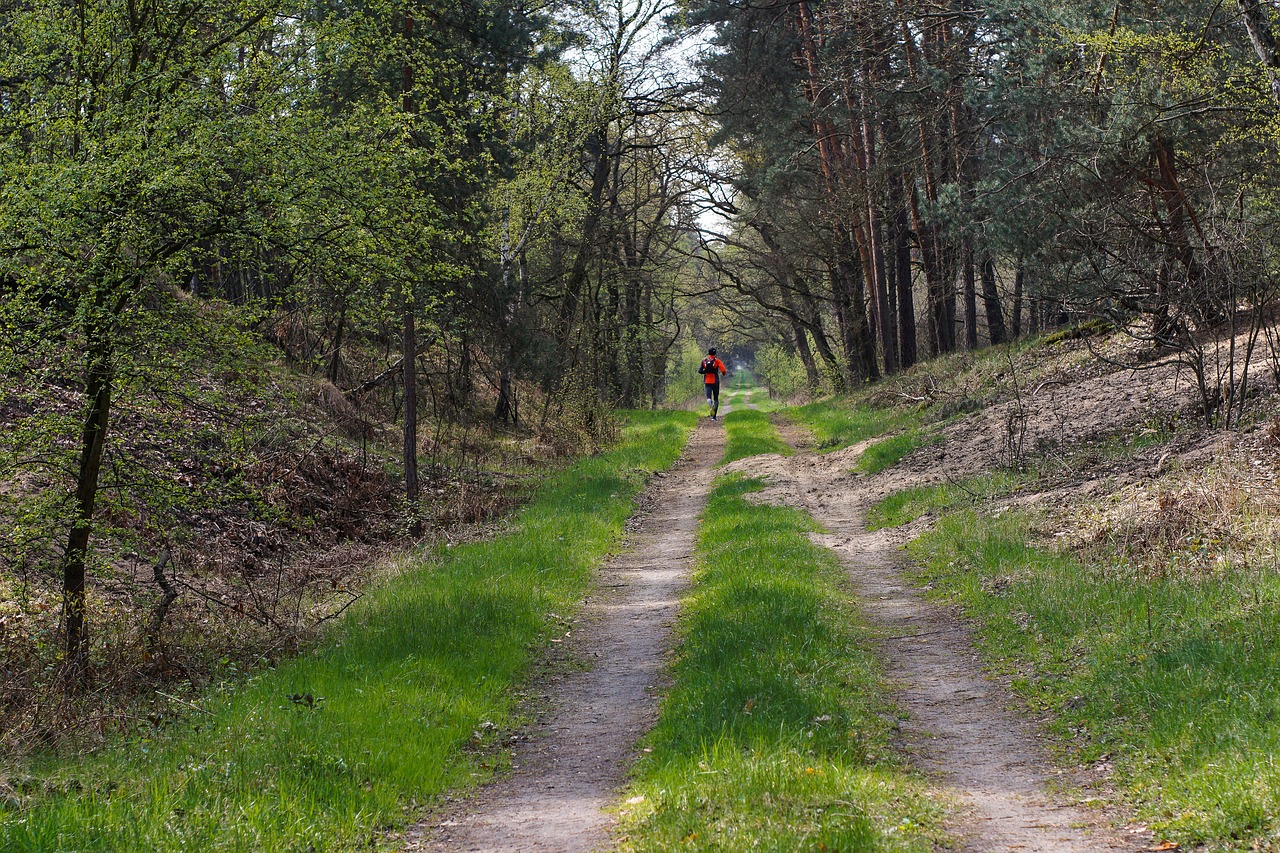 forest way forest road free photo