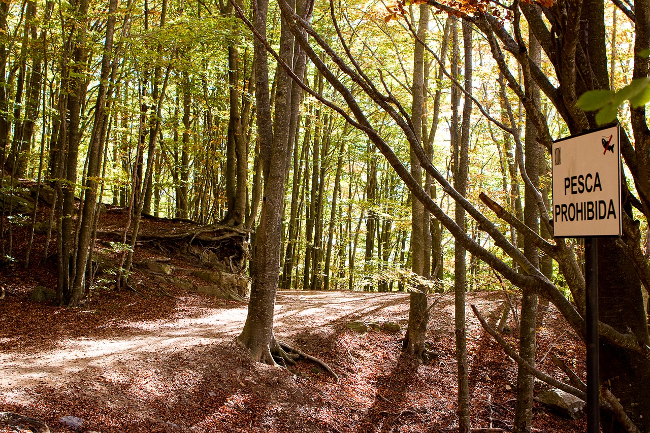 forest trees nature free photo