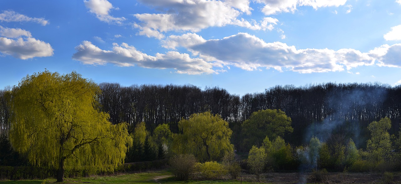 forest spring nature free photo