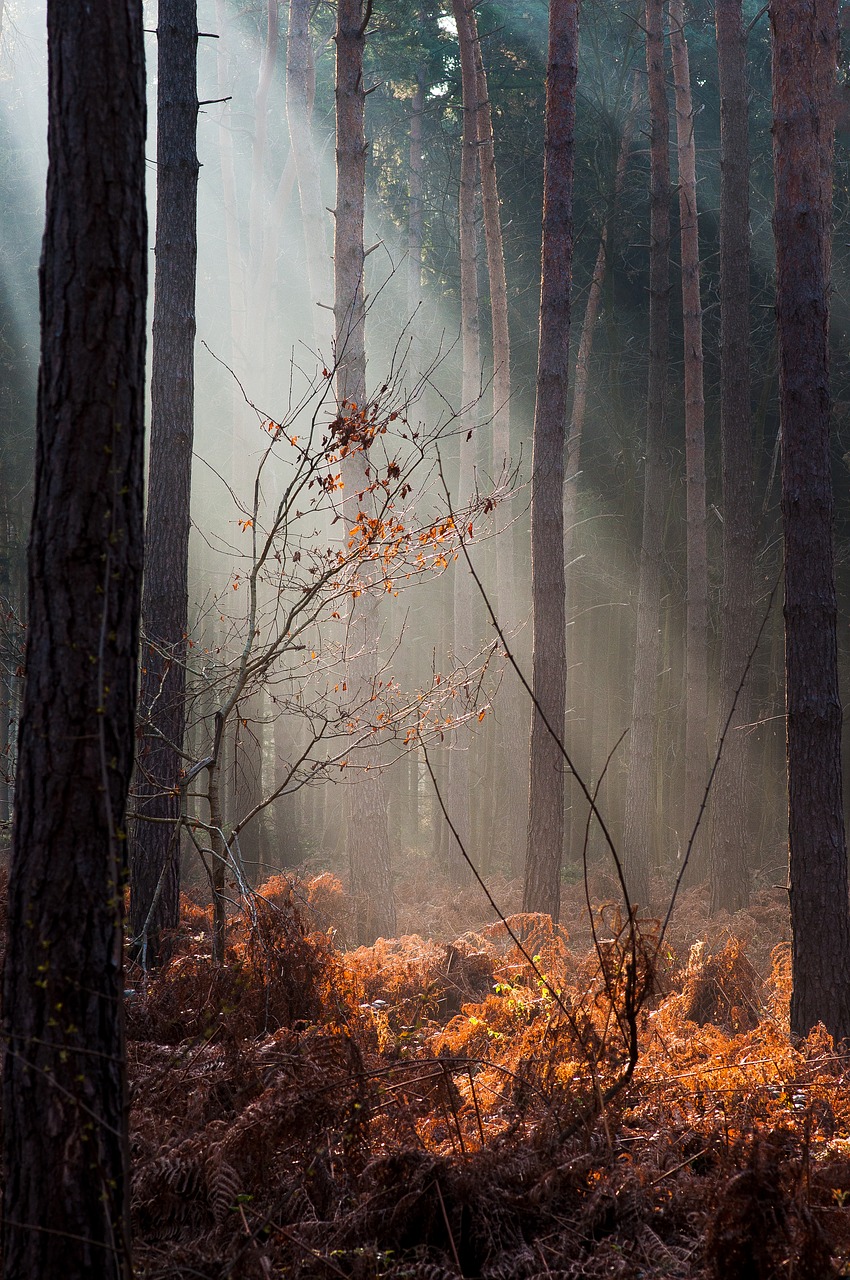 forest light autumn free photo