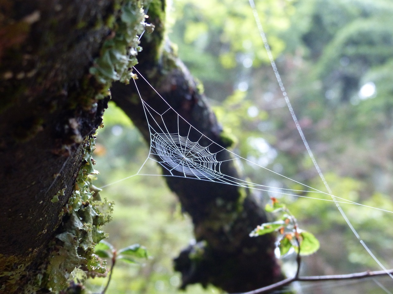 forest moss cobweb free photo