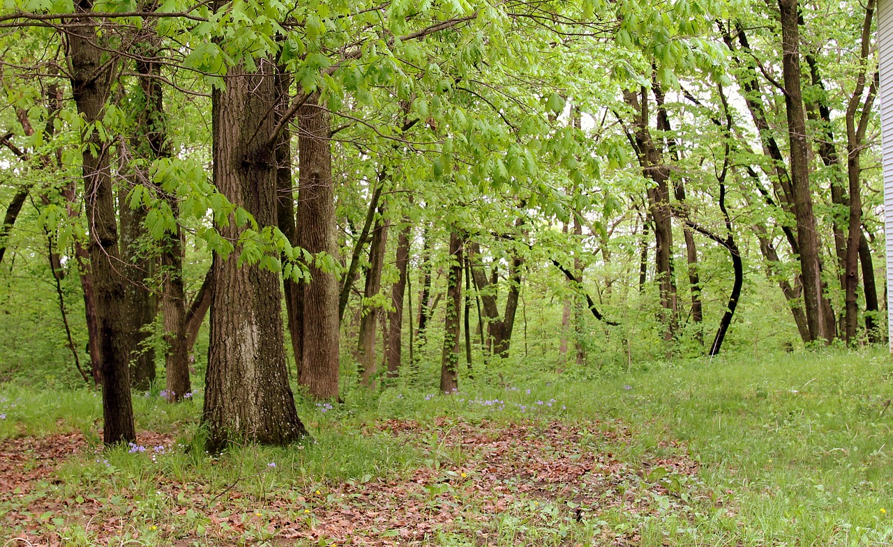 forest tree trees free photo