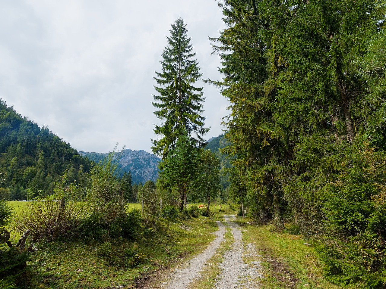 forest mountain nature free photo